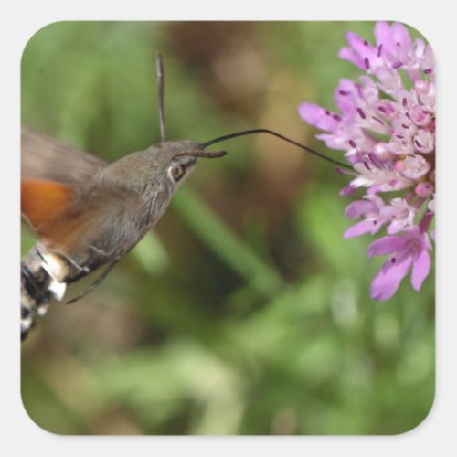 Hummingbird hawk_moth Macroglossum stellatarum Square Sticker