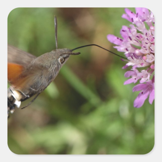Hummingbird hawk-moth (Macroglossum stellatarum) Square Sticker (Front)