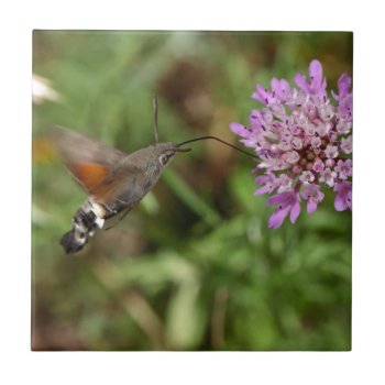 Hummingbird Hawk-moth (macroglossum Stellatarum) Tile by Lykeion at Zazzle