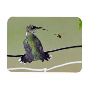 Hummingbird & Honey Bee Magnet