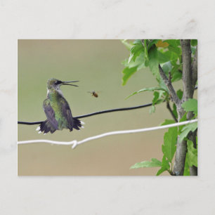 Hummingbird & Honey Bee Postcard