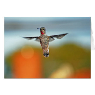 Hummingbird hovering cards