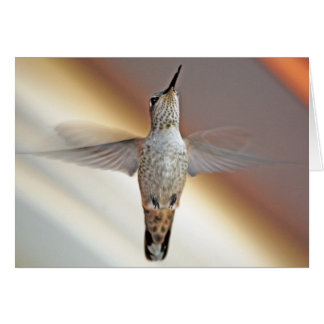 Hummingbird hovering cards