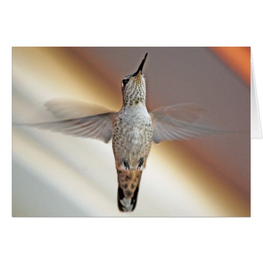 Hummingbird hovering cards (Front Horizontal)