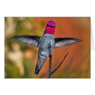 Hummingbird hovering cards