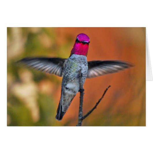 Hummingbird hovering cards (Front Horizontal)