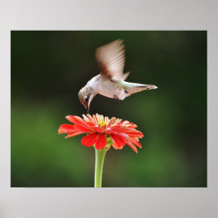 Hummingbird Hovering Over a Red Flower Art Poster