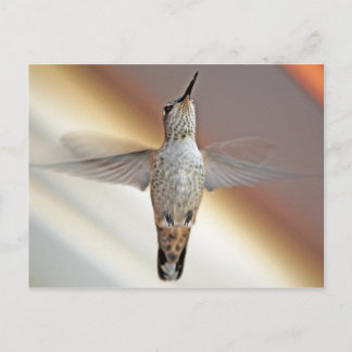 Hummingbird hovering postcard