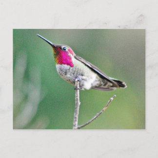 Hummingbird hovering postcard
