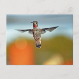 Hummingbird hovering postcard