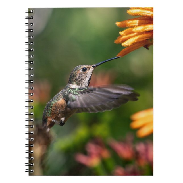 Hummingbird hovering with Flowers - Wildlife Photo Notebook (Front)