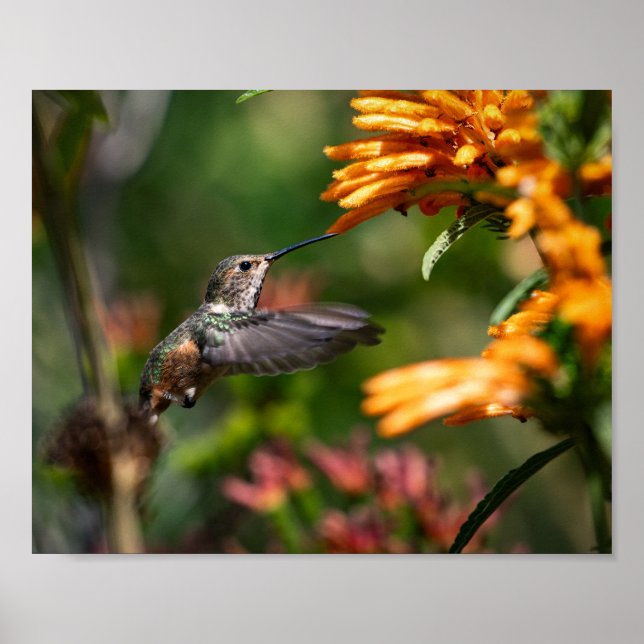 Hummingbird hovering with Flowers - Wildlife Photo Poster (Front)