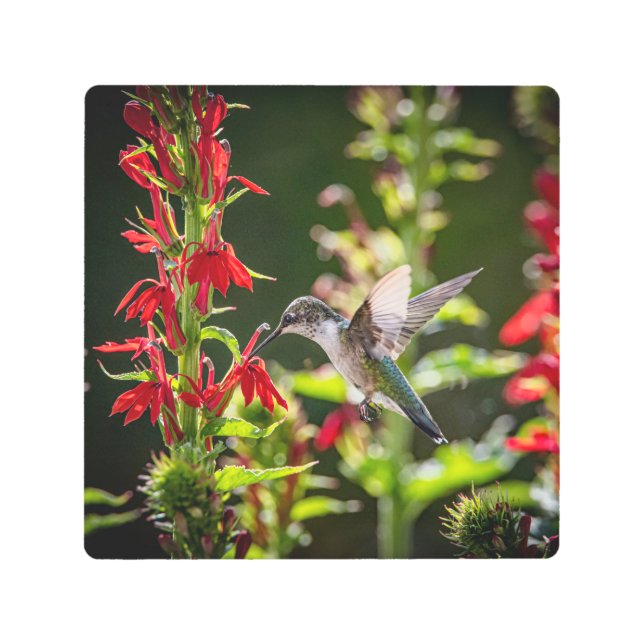 Hummingbird-I am in Heaven Metal Print (Front)