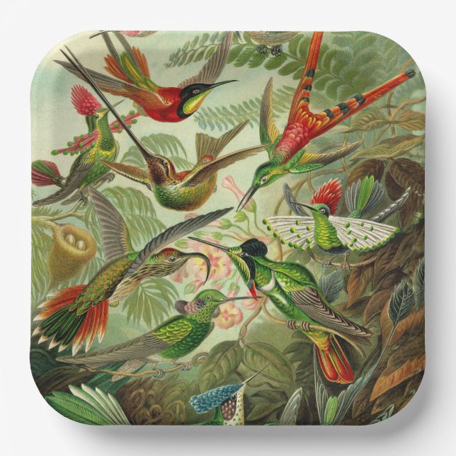 Hummingbird Illustration by Ernst Haeckel  Paper Plates (Front)
