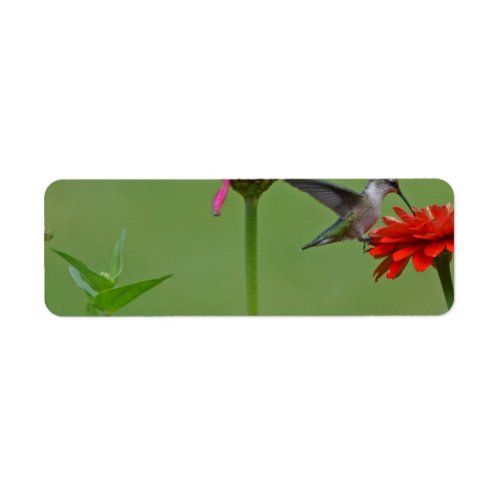 Hummingbird in a Flower Garden Label