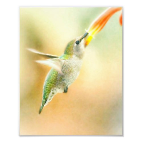 Hummingbird in Early Morning light Photo Print