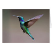 Hummingbird in Flight (Front Horizontal)