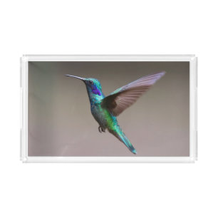 Hummingbird in Flight Acrylic Tray