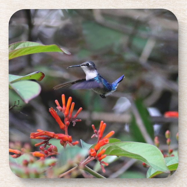 Hummingbird in Flight and Red Flowers Beverage Coaster (Front)
