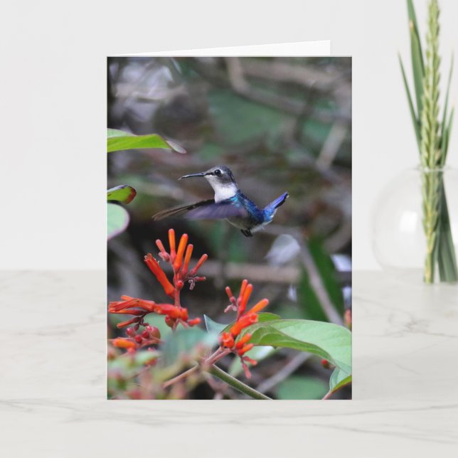 Hummingbird in Flight and Red Flowers Card (Front)
