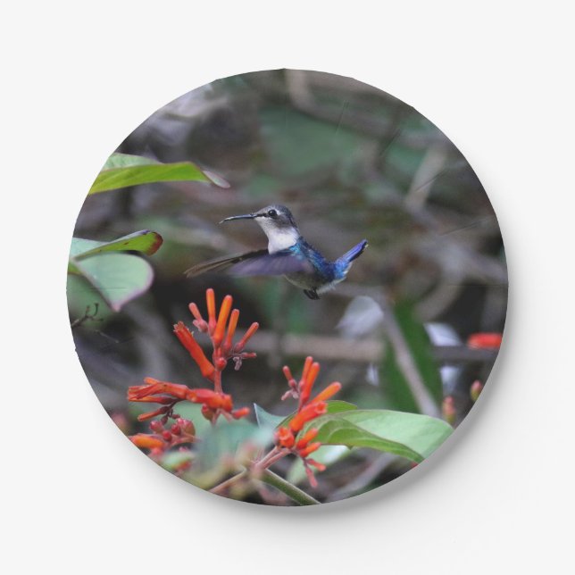 Hummingbird in Flight and Red Flowers Paper Plates (Front)