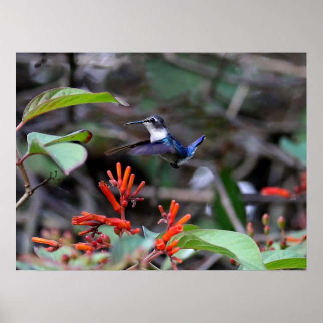 Hummingbird in Flight and Red Flowers Poster (Front)