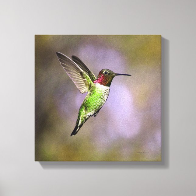 Hummingbird In Flight Canvas Print (Front)