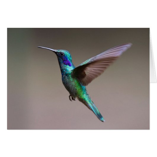 Hummingbird in Flight Cards (Front Horizontal)