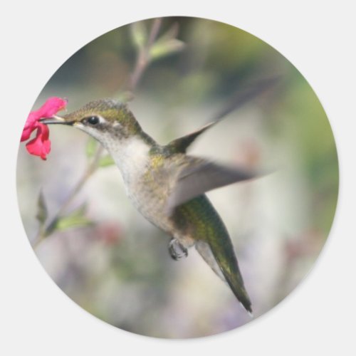 Hummingbird in Flight Classic Round Sticker