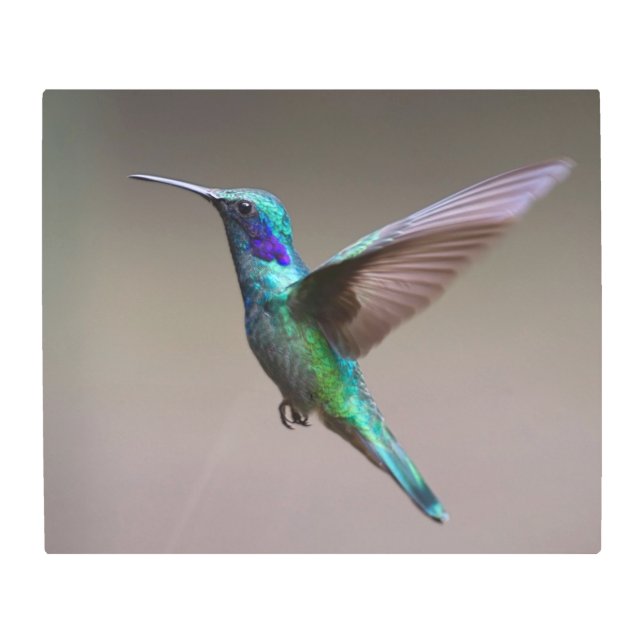 Hummingbird in Flight Metal Print (Front)