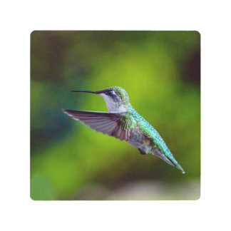 Hummingbird-In Flight Metal Print