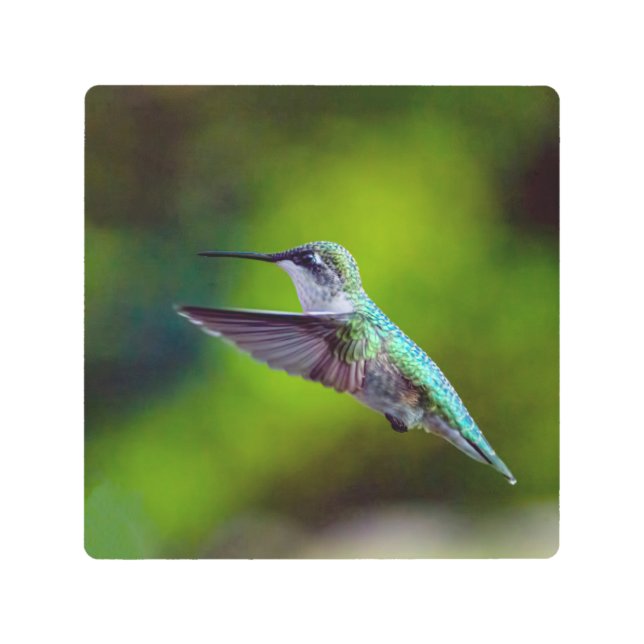Hummingbird-In Flight Metal Print (Front)