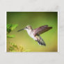Hummingbird in flight postcard