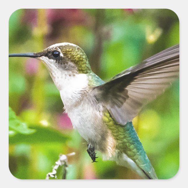 Hummingbird in Flight Square Sticker (Front)