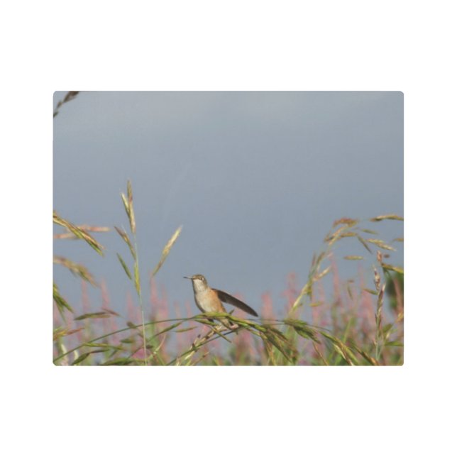 Hummingbird in Grasses   Blue Sky Custom name Metal Print (Front)