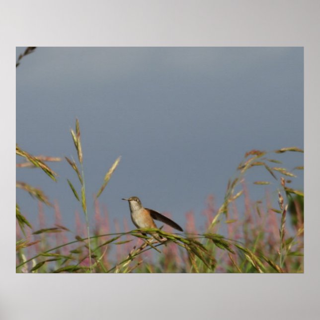 Hummingbird in Grasses   Blue Sky Custom name Poster (Front)