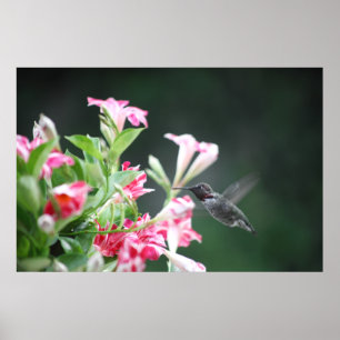 hummingbird in mandevilla poster