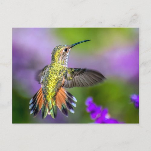 Hummingbird in Purple Flowers Postcard