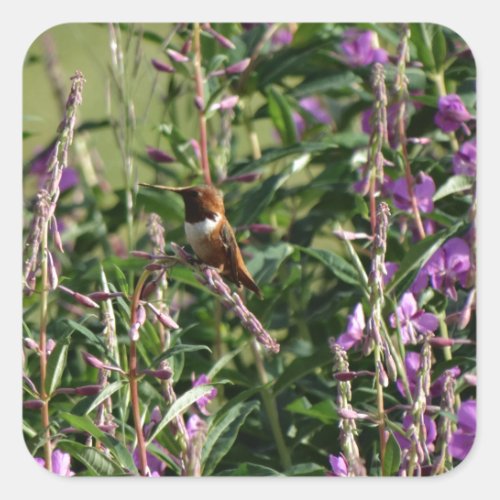 Hummingbird in Purple Square Sticker