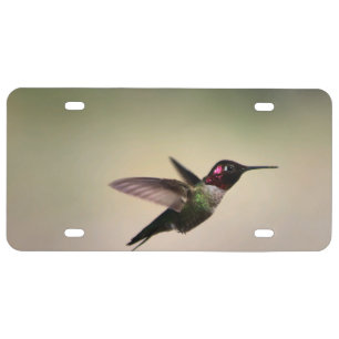 Hummingbird in the Arizona Desert License Plate