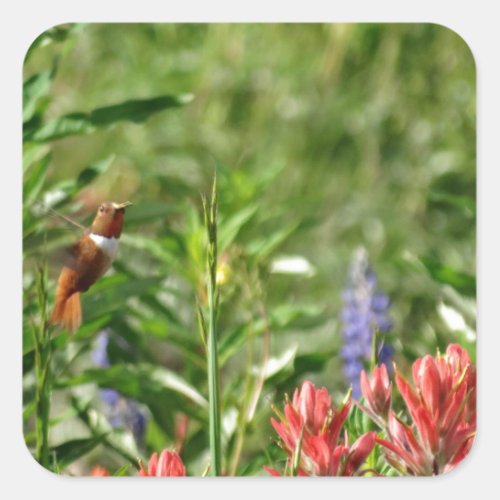 Hummingbird in wild flowers square sticker