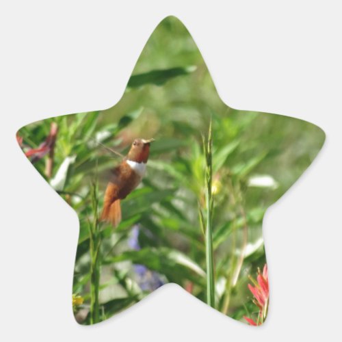 Hummingbird in wild flowers star sticker