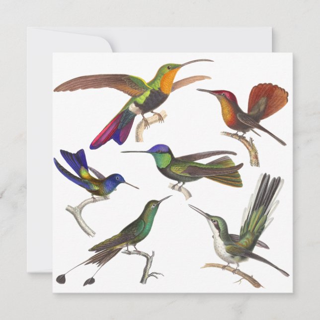 Hummingbird Invitation - 6 Beautiful Hummingbirds (Front)