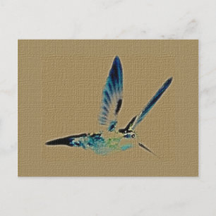 Hummingbird King Postcard