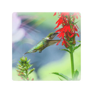 Hummingbird-Lady Hummingbird Metal Print