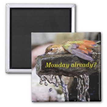 Hummingbird  Laying In Water 2 Magnet by birdsandblooms at Zazzle