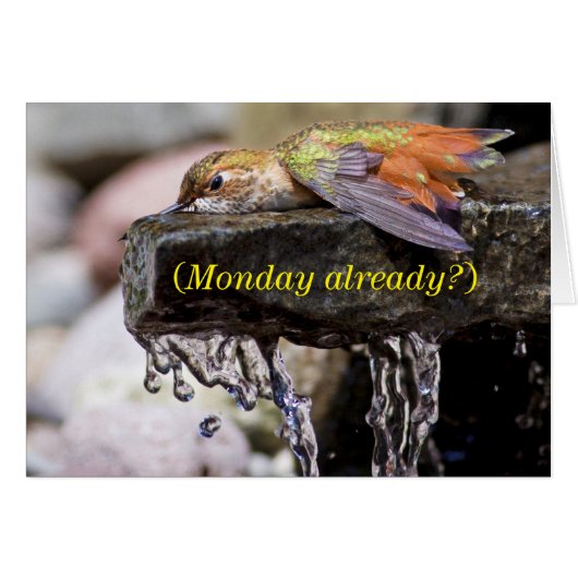 Hummingbird  Laying in Water Cards (Front Horizontal)