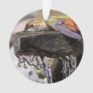 Hummingbird Laying in Water Ornament
