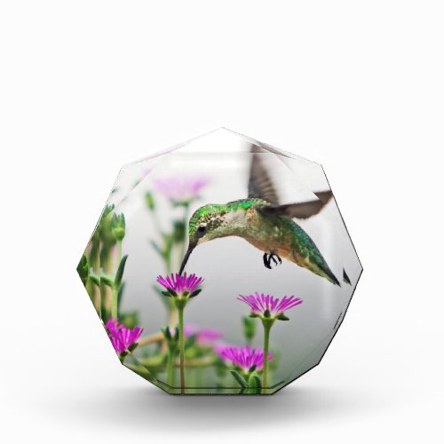 Hummingbird Lunch Paperweight Acrylic Award