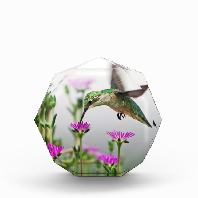 Hummingbird Lunch Paperweight Acrylic Award (Front)